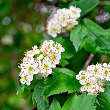 White Crataegus Flower seeds for Planting - Colorful Display, Heirloom & GMO Free Seeds for Home Garden