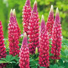 Maroon Lupine Flower seeds for Planting - Wildflower Mix, Heirloom & GMO Free Seeds for Home Garden