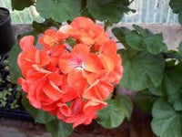 Light Orange Geranium Flower Seeds for Planting Cut Flower Favorite Heirloom & GMO Free Seeds for Home Garden
 
 Sale