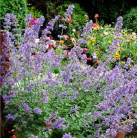 Lavender-blue Catmint plants growing along a sunny garden border.
