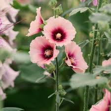 Hollyhock Alcea rosea Flower Seeds for Planting in Flower Bed