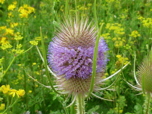 Wild Teasel flowering plants adding height and texture to an ornamental garden.