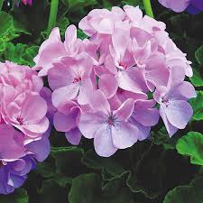 Purple Geranium Flower seeds for Planting - Cottage Garden Essential, Heirloom & GMO Free Seeds for Home Garden