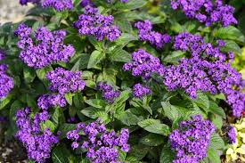 Heliotrope Blue Flower Seeds for Planting | Beautiful Fragrant Blooms