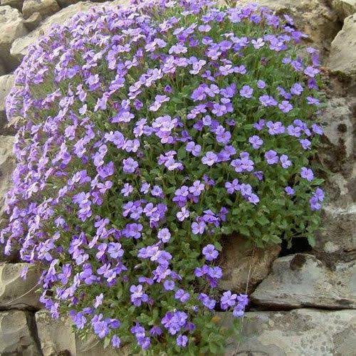 Rock Cress 'Graeca Pale Blue' blooming with soft blue flowers in a rock garden.
