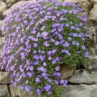 Rock Cress 'Graeca Pale Blue' blooming with soft blue flowers in a rock garden.

