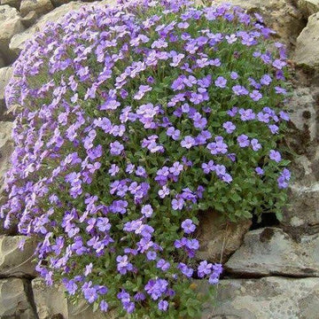 Rock Cress 'Graeca Pale Blue' blooming with soft blue flowers in a rock garden.
