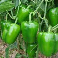 Green Crispum Vegetable Seeds for Planting  Fresh Leafy Greens