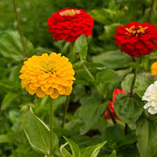 Light Yellow Red Dahlia Flower Seeds for Planting Drought Tolerant Heirloom & GMO Free Seeds for Home Garden
 
 Sale