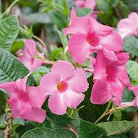 Sanderi Flower Planting Seeds Pink White