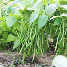 Green Appaloosa Bean Seeds for Planting - Vegetable Seeds