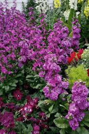 Matthiola Incana Flower seeds for Planting - Premium Quality, Heirloom & GMO Free Seeds for Home Garden