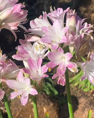 Pink Agapanthus flowers blooming in a sunny garden