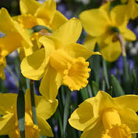Thick Yellow Narcissus Flower seeds for Planting - Cottage Garden Essential, Heirloom & GMO Free Seeds for Home Garden