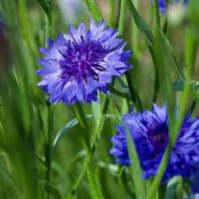 Bachelor Button Centaurea cyanus Seeds for Planting wildflower garden flower border