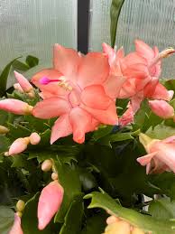 Orange Schlumbergera Flower Planting Seeds - Brighten Your Garden with Stunning Blooms