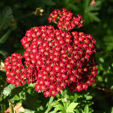 100 Pcs