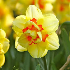 Yellow Red Double Narcissus Flower Seeds for Planting Fragrant Blossoms Heirloom & GMO Free Seeds for Home Garden
 
 Sale