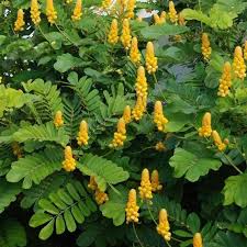 Yellow Candlestick Flower Seeds Planting