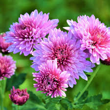 Fresh Chrysanthemum Flower seeds for Planting - Garden Favorite, Heirloom & GMO Free Seeds for Home Garden