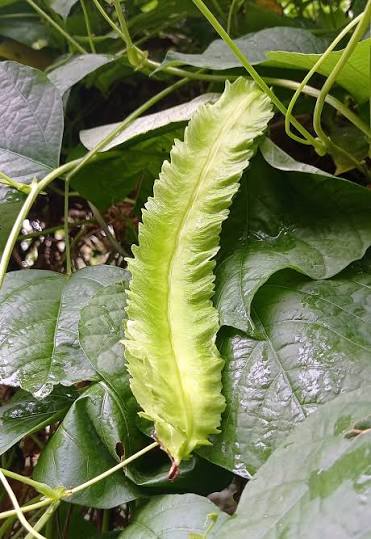 Winged Bean Vine Growing in a Home Vegetable Garden