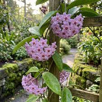 Light Purple Hoya Carnosa Flower Seeds for Planting Vibrant Colors Heirloom & GMO Free Seeds for Home Garden
 
 Sale