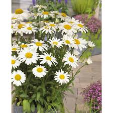 Compact Snow Lady Shasta Daisy blooming in a sunny garden border.
