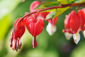 Red Bleeding Heart Planting Seeds  Perennial Flower Seeds for Spring & Fall