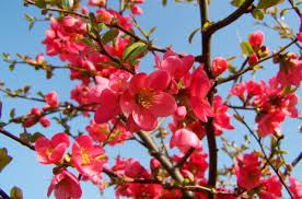 Red Chimonanthus Flower seeds for Planting - Cottage Garden Essential, Heirloom & GMO Free Seeds for Home Garden