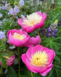 Pink Yellow Walter Mains Flower Seeds for Planting Long Bloom Season Heirloom & GMO Free Seeds for Home Garden  Sale