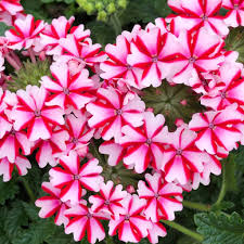 100 Pcs