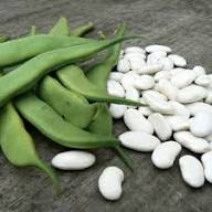 White Bush Bean Seeds for Home Planting
