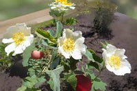 Rosa Laxa Flower seeds for Planting Shade Tolerant Heirloom & GMO Free Seeds for Home Garden