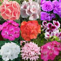 Mixed Geranium Flower seeds for Planting - Premium Quality, Heirloom & GMO Free Seeds for Home Garden