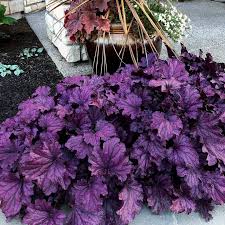 Deep Purple Heuchera for Planting Colorful Display Heirloom & GMO Free Seeds for Home Garden 
 
 Sale