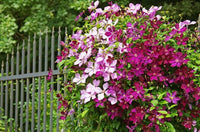 Clematis flowers growing on a garden trellis
