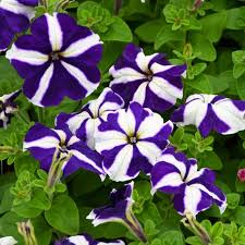 White Blue Star Petunia Flower seeds for Planting - Vibrant Colors, Heirloom & GMO Free Seeds for Home Garden