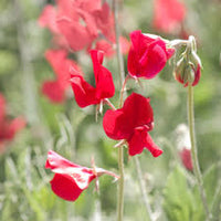 Deep Red Sweet Pea Flower Seeds for Planting Cut Flower Favorite Heirloom & GMO Free Seeds for Home Garden
 
 Sale