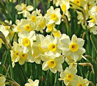 Light Yellow Daffodil Flower Seeds for Planting – Heirloom NonGMO Organic Garden Seeds with High Germination
 
 Sale