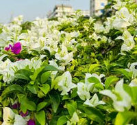 Green Bougainvillea Flower seeds for Planting Colorful Display Heirloom & GMO Free Seeds for Home Garden