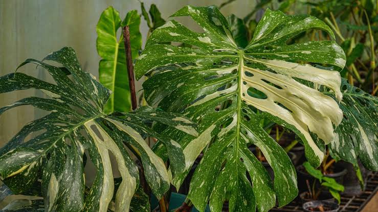 Healthy Thai Constellation Monstera growing in a container
