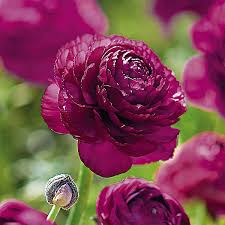 Purple Ranunculus Flower seeds for Planting Low Maintenance Heirloom & GMO Free Seeds for Home Garden