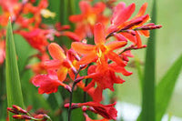 Crocosmia Flower seeds for Planting Seasonal Bloomer Heirloom & GMO Free Seeds for Home Garden