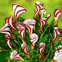Red Oxalis Flower Seeds for Planting Heirloom NonGMO Organic Garden Seeds Perfect for Borders
 
 Sale