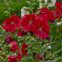 Green Holly Bush Flower seeds for Planting - Bright Blooms, Heirloom & GMO Free Seeds for Home Garden
