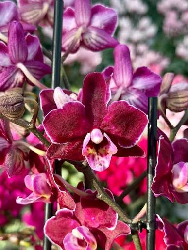Heirloom non-GMO Mix Orchid seeds for ornamental gardening