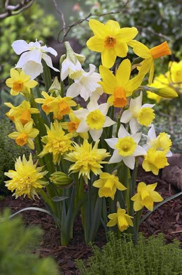 Mixed Daffodil flowers growing in an outdoor garden