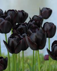 Black Tulip Flowering Seeds For Planting and Gardening