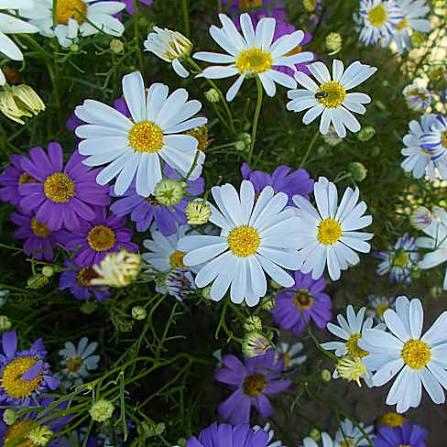 Swan River Daisy flowers adding vibrant color to a sunny garden border.
