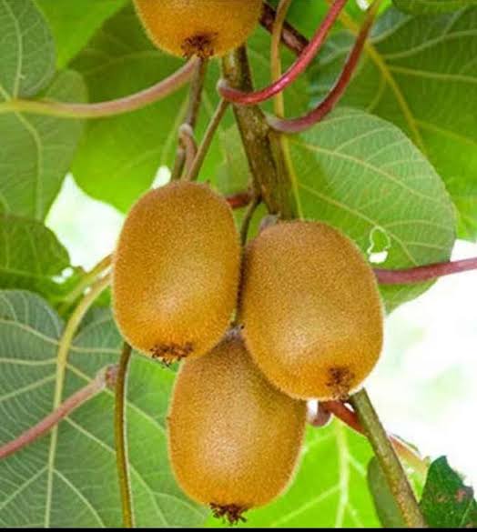 Kiwi Fruit Vine Seeds (Actinidia deliciosa) for Home Garden Planting